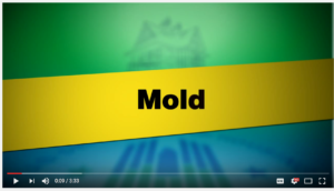 mold cleanup video screen