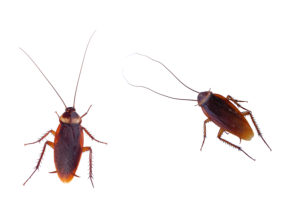 Image of roaches