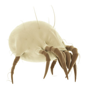 medically accurate illustration of a common dust mite